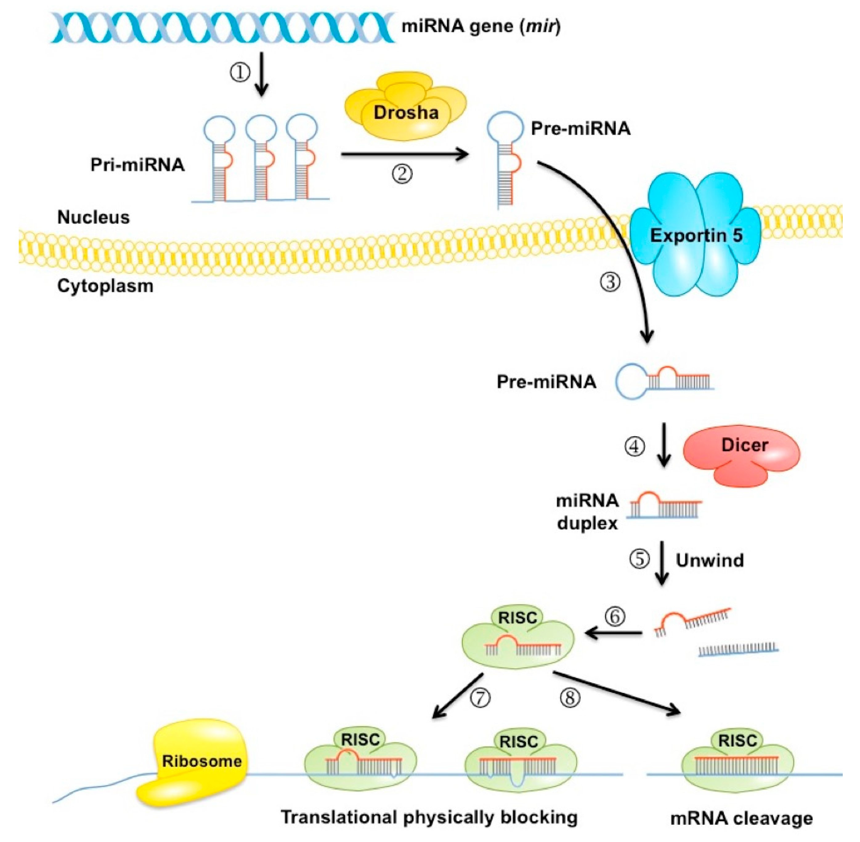 Biomolecules 