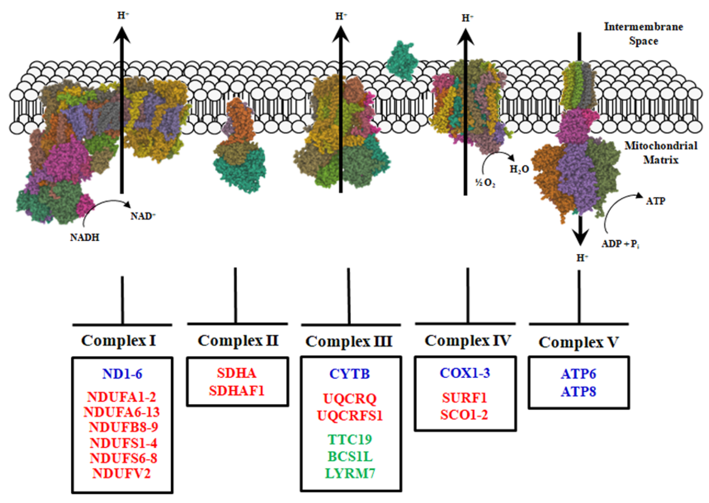 Biomolecules | Free Full-Text | An Overview of Mitochondrial Protein  Defects in Neuromuscular Diseases