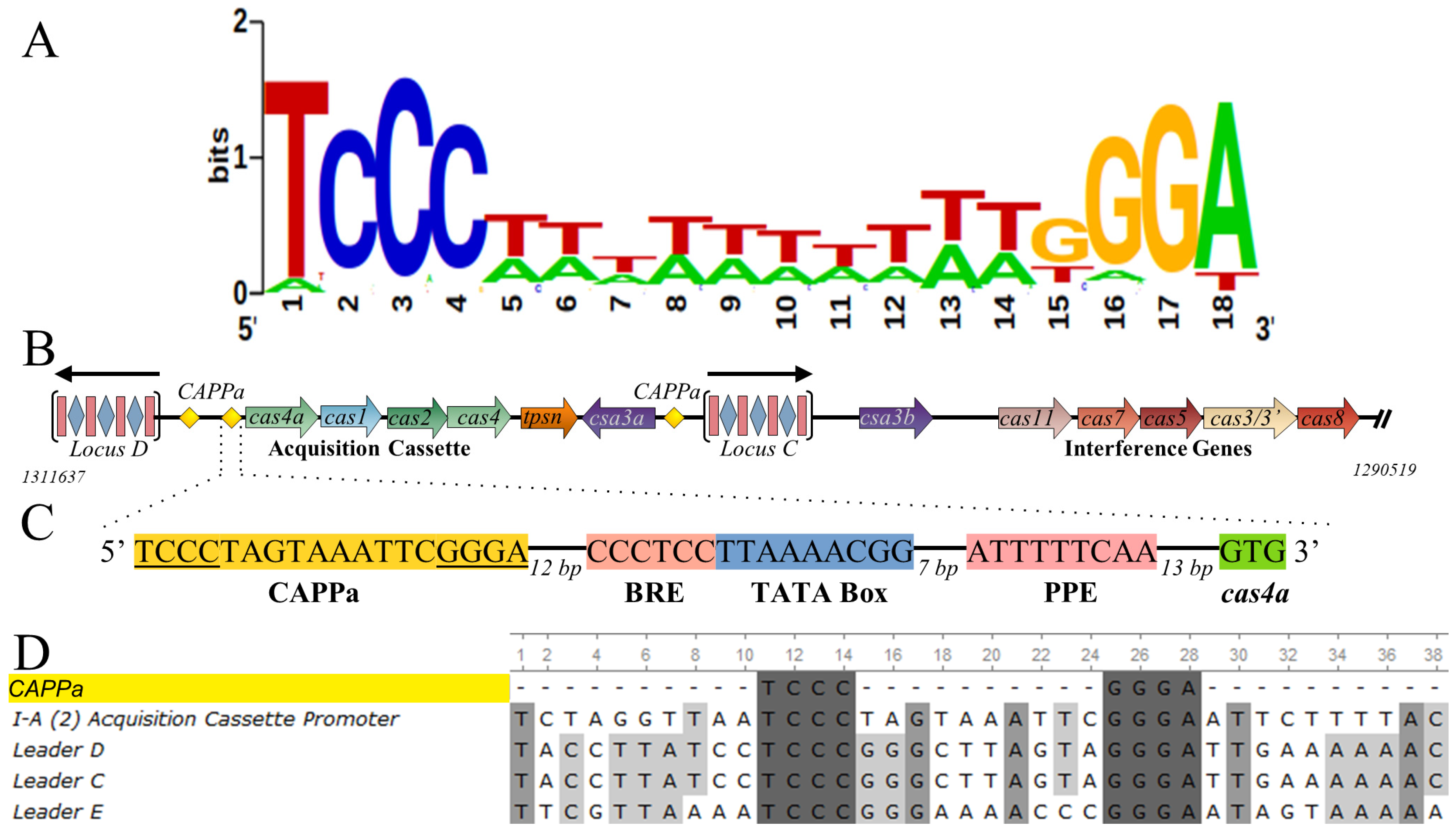 Biomolecules | Free Full-Text | Cyclic Tetra-Adenylate (cA4