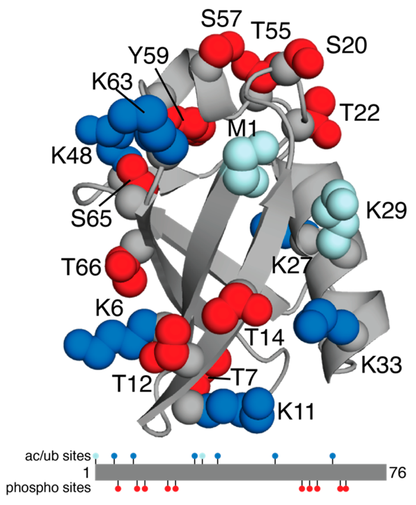 https://pub.mdpi-res.com/biomolecules/biomolecules-12-00467/article_deploy/html/images/biomolecules-12-00467-g001.png?1647595469