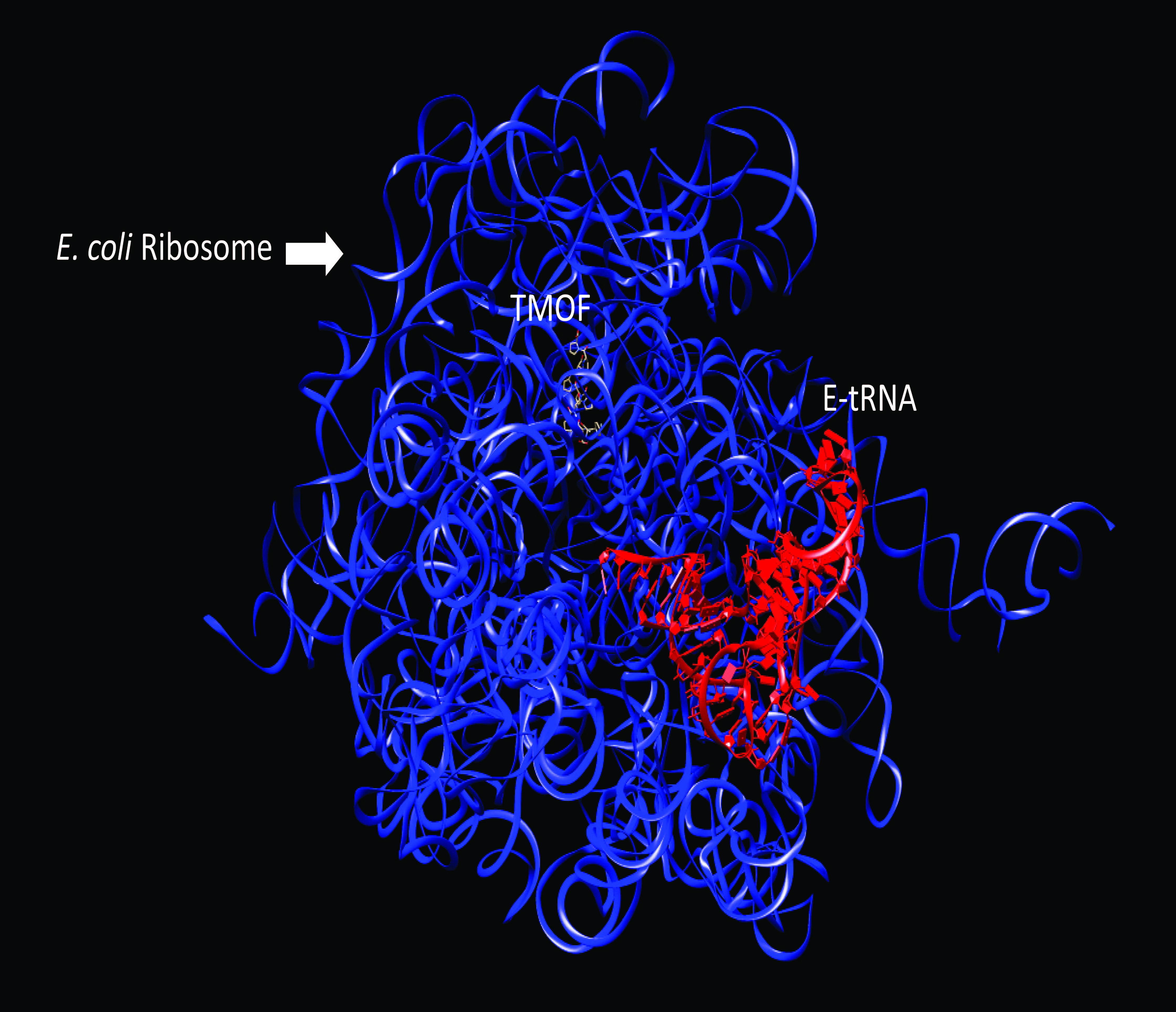 Biomolecules | Free Full-Text | The Ribosome Is the Ultimate 