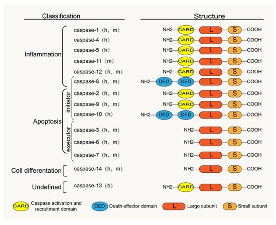 Role of Caspase Family in Intervertebral Disc Degeneration