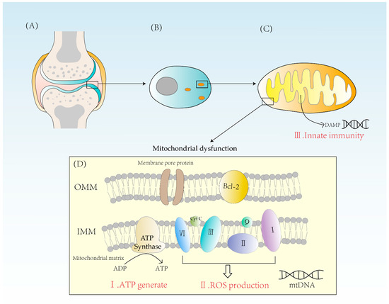 Mitochondrial Dysfunction in Rheumatoid Arthritis