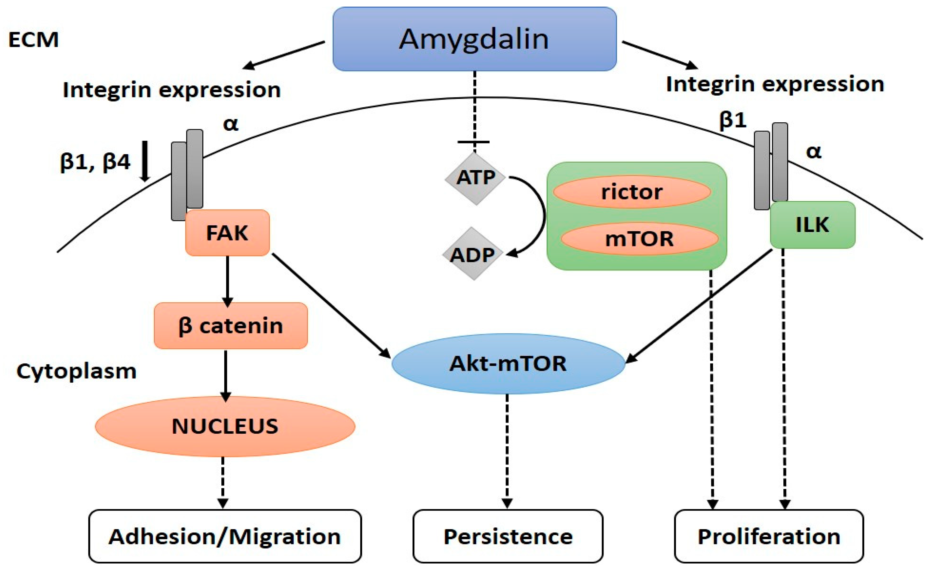 Amygdalin: A Review on Its Characteristics, Antioxidant ... Amygdalin: A Review on Its Characteristics, Antioxidant ...