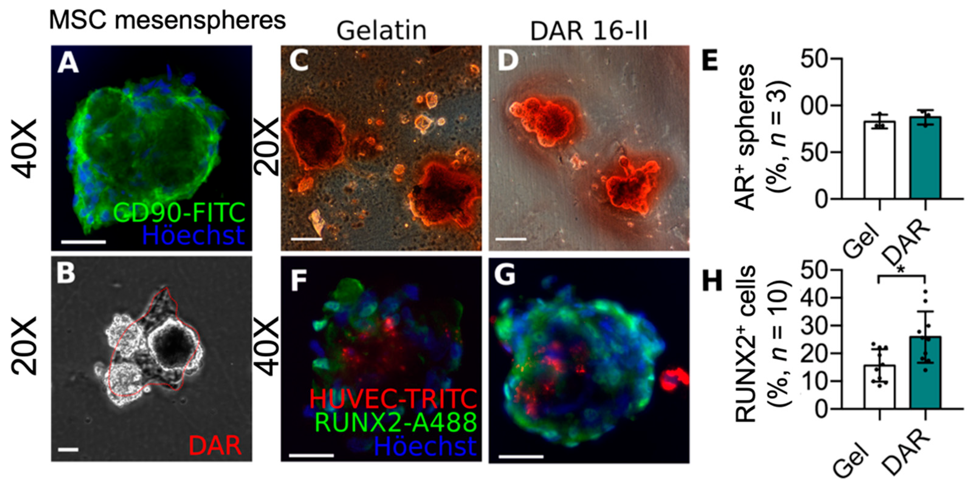 Stem cell-based bone regeneration in diseased microenvironments