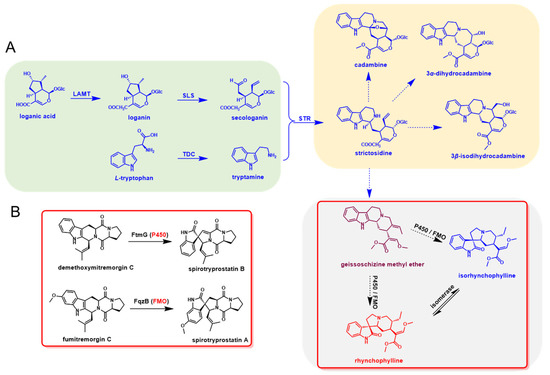 B さん、 Profiles of Metabolic Genes in Uncaria rhynchophylla and