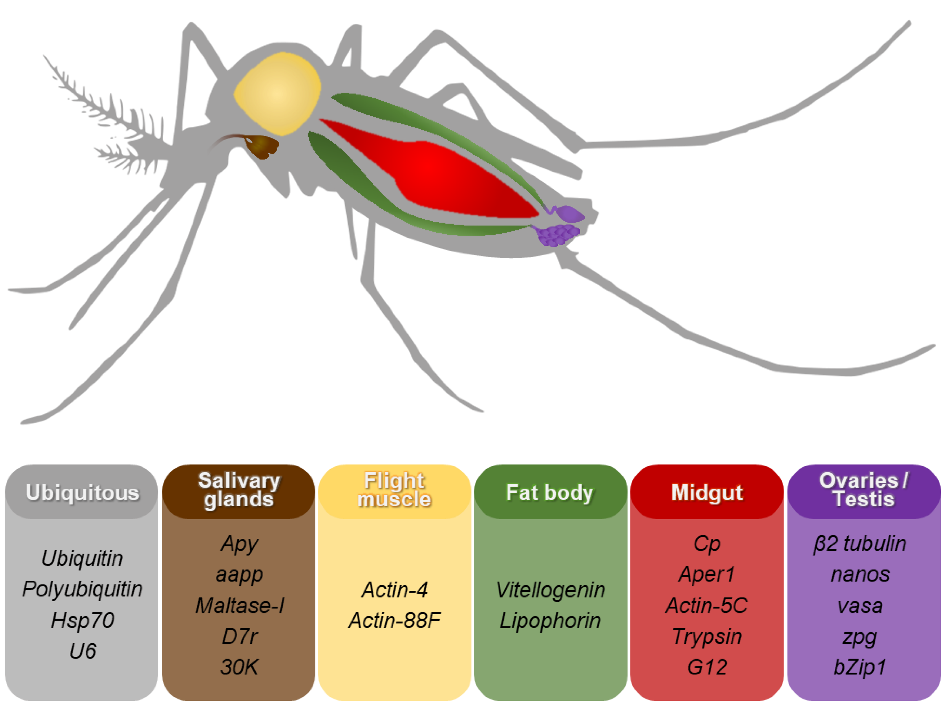 Biomolecules | Free | Use of Insect Promoters in Genetic to Control Mosquito-Borne