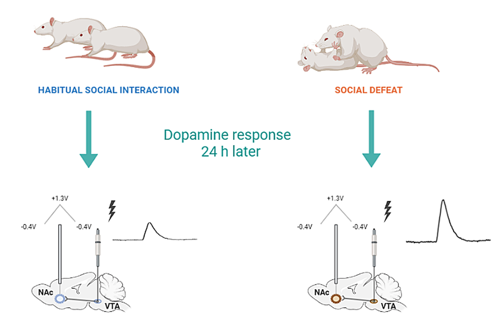 varkensvlees Amerika Plenaire sessie Biomolecules | Free Full-Text | Short-Term Consequences of Single Social  Defeat on Accumbal Dopamine and Behaviors in Rats
