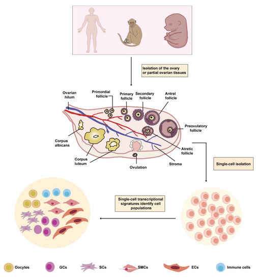 Biomolecules | Free Full-Text | Application of Single-Cell RNA ...