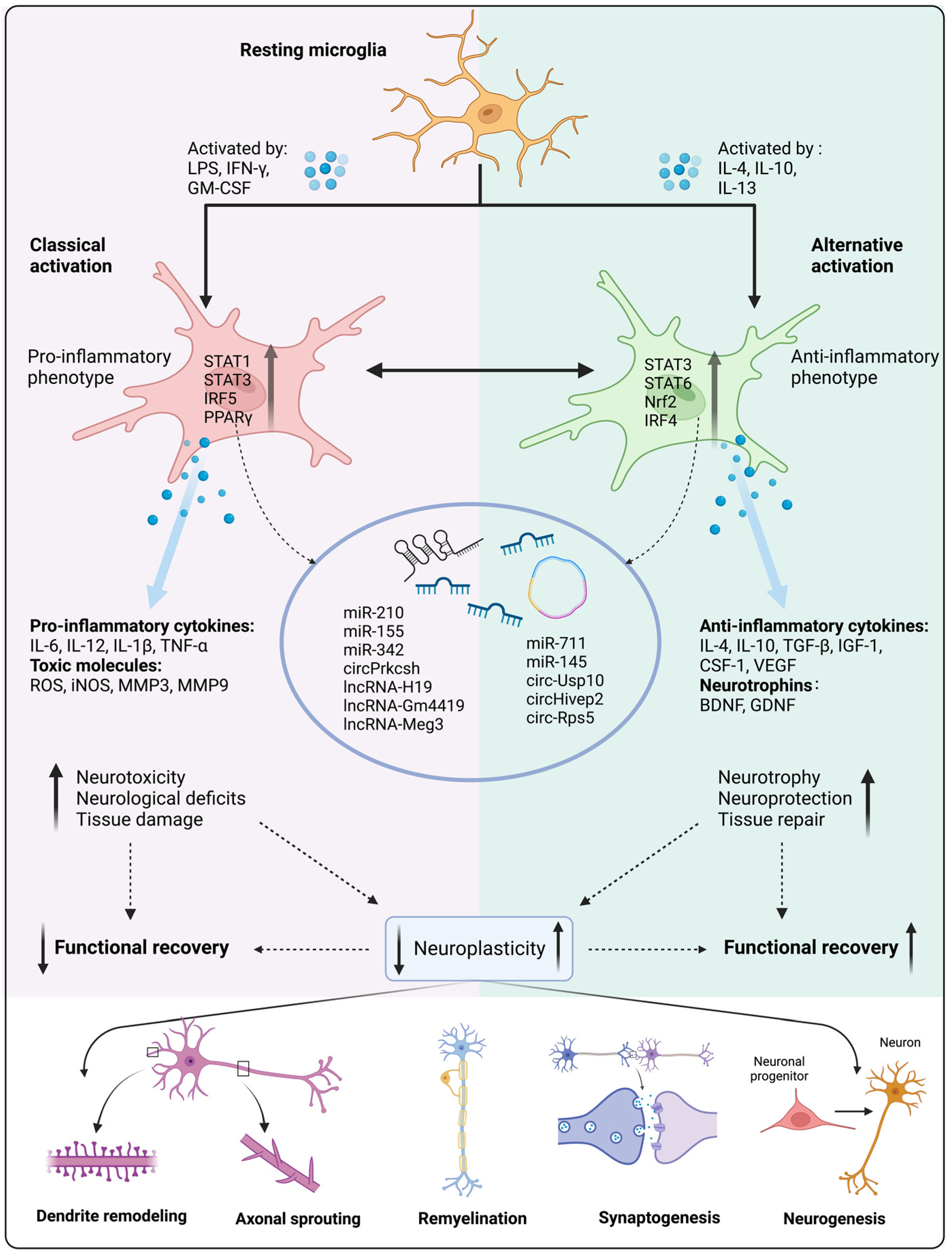 Biomolecules | Free Full-Text | The Implications of Microglial