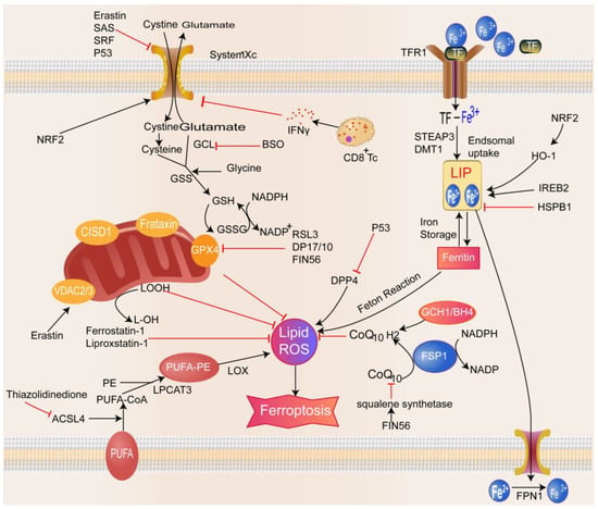 Biomolecules | Free Full-Text | The Induction Mechanism of Ferroptosis ...