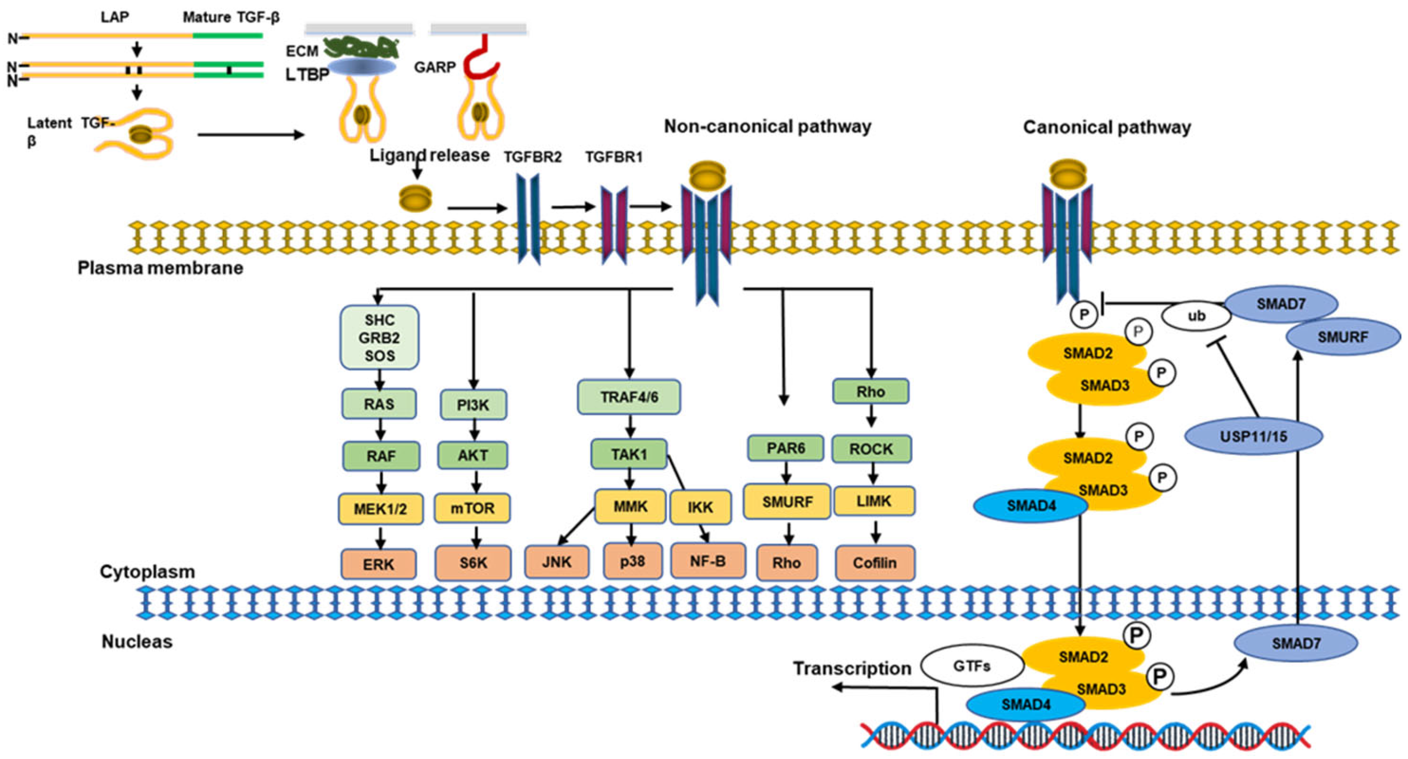 Biomolecules | Free Full-Text | The Role of the Transforming