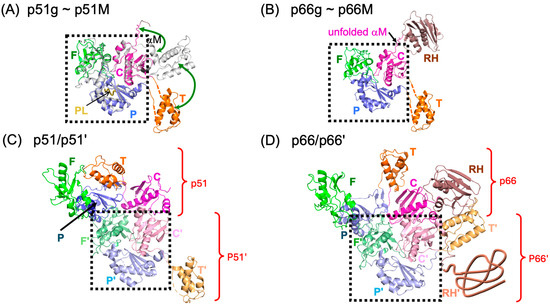 Targeting the Structural Maturation Pathway of HIV-1 Reverse 