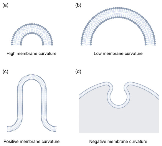 Membrane Proteins and Membrane Curvature: Mutual Interactions and a ...