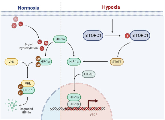 The HIF-1α and mTOR Pathways Amplify Heterotopic Ossification