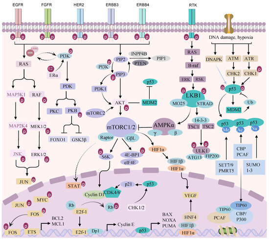 Biomolecules | Free Full-Text | The Tumor Microenvironment: Signal ...