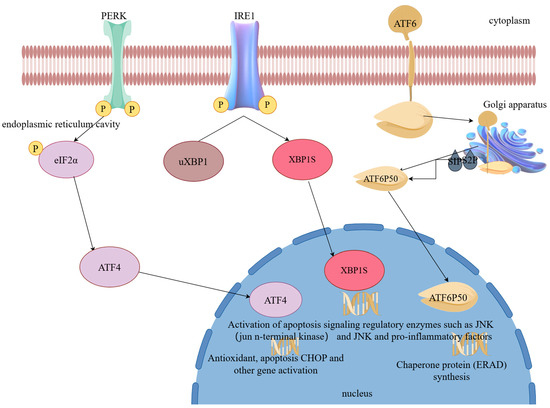 Endoplasmic Reticulum Stress-Mediated Cell Death in Renal