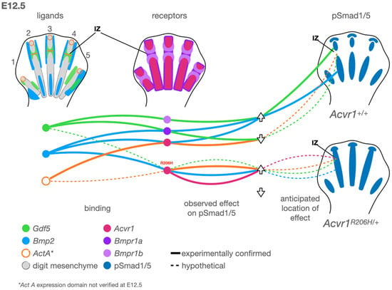 Biomolecules | Free Full-Text | Molecular Developmental Biology of ...