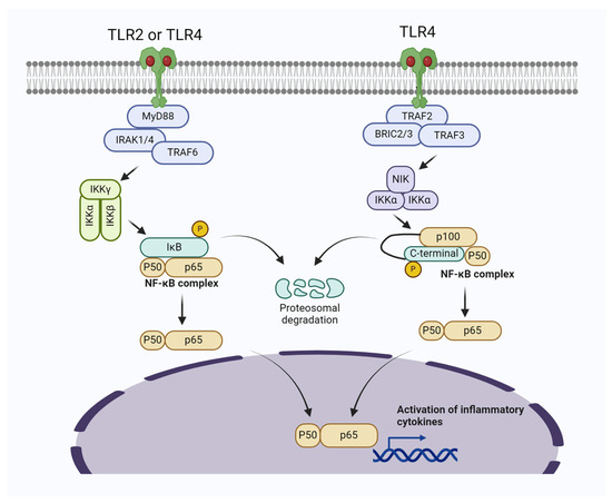 Biomolecules | Free Full-Text | Bioactive Compounds and Probiotics ...