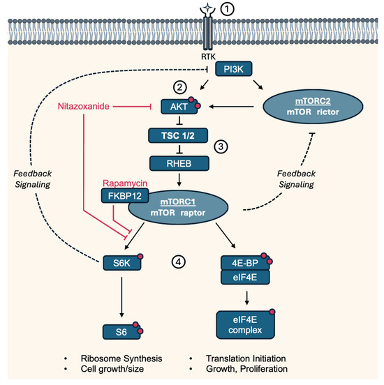 Repurposing Nitazoxanide for Potential Treatment of Rare