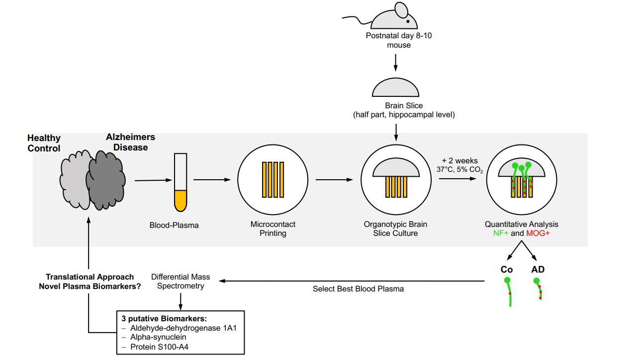 From Organotypic Mouse Brain Slices to Human Alzheimer’s Plasma  Biomarkers: A Focus on Nerve Fiber Outgrowth