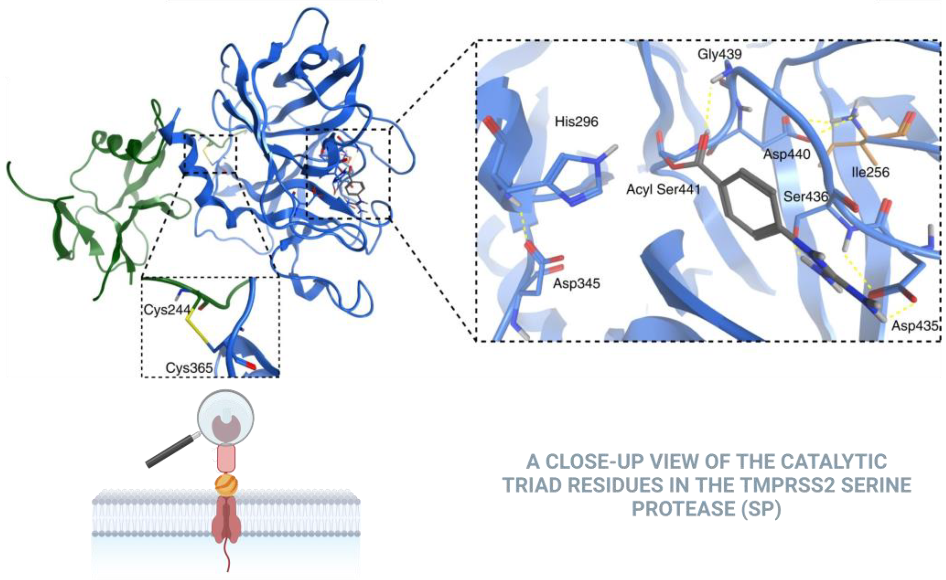 TMPRSS2 as a Key Player in Viral Pathogenesis: Influenza and Coronaviruses