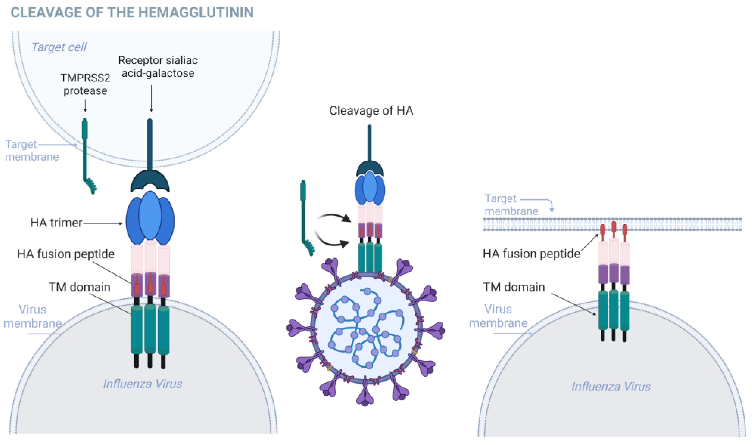 Tmprss2 As A Key Player In Viral Pathogenesis: Influenza And Coronaviruses