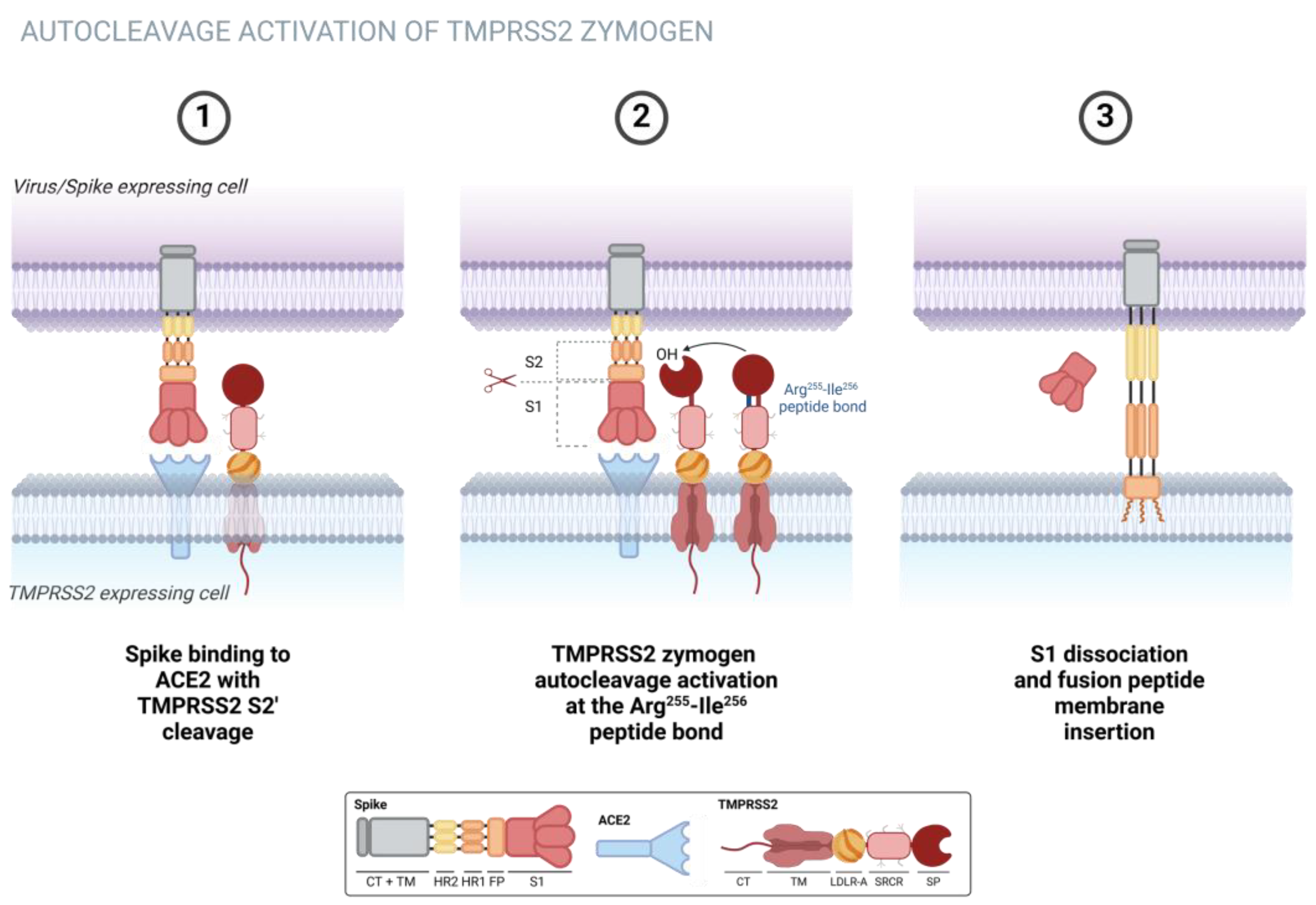 TMPRSS2 as a Key Player in Viral Pathogenesis: Influenza and Coronaviruses