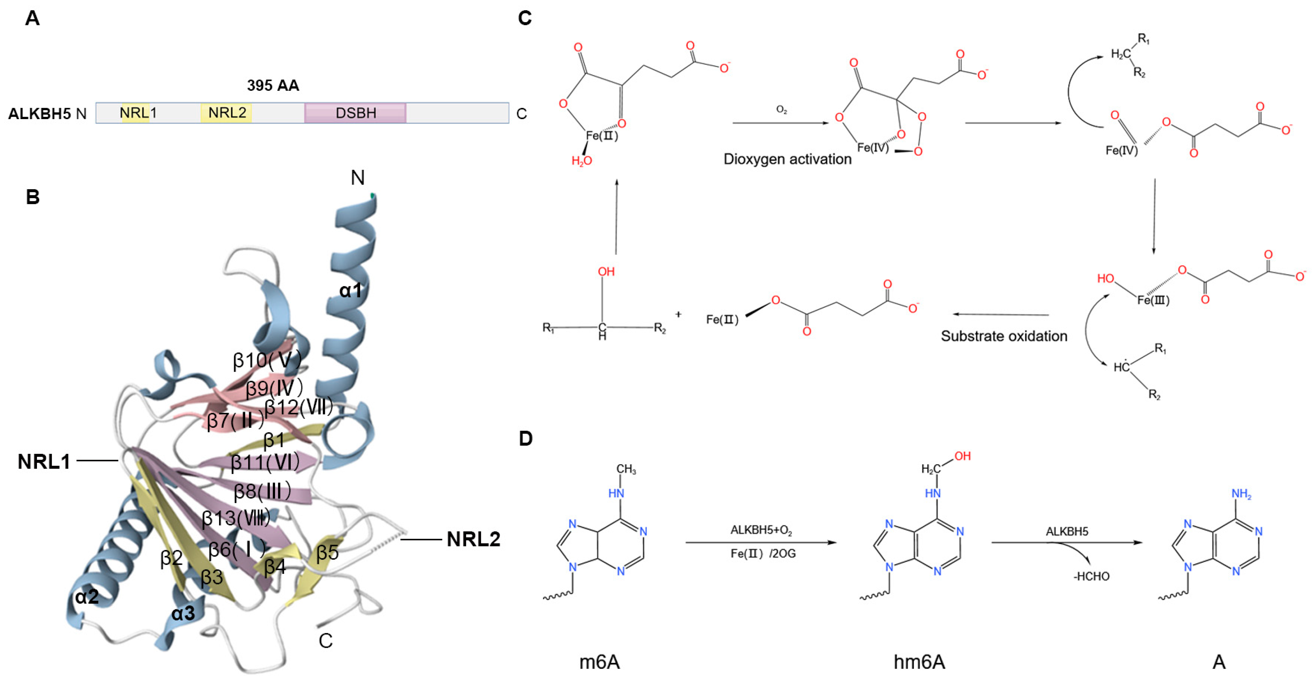 M6A Demethylase ALKBH5 in Human Diseases: From Structure to Mechanisms