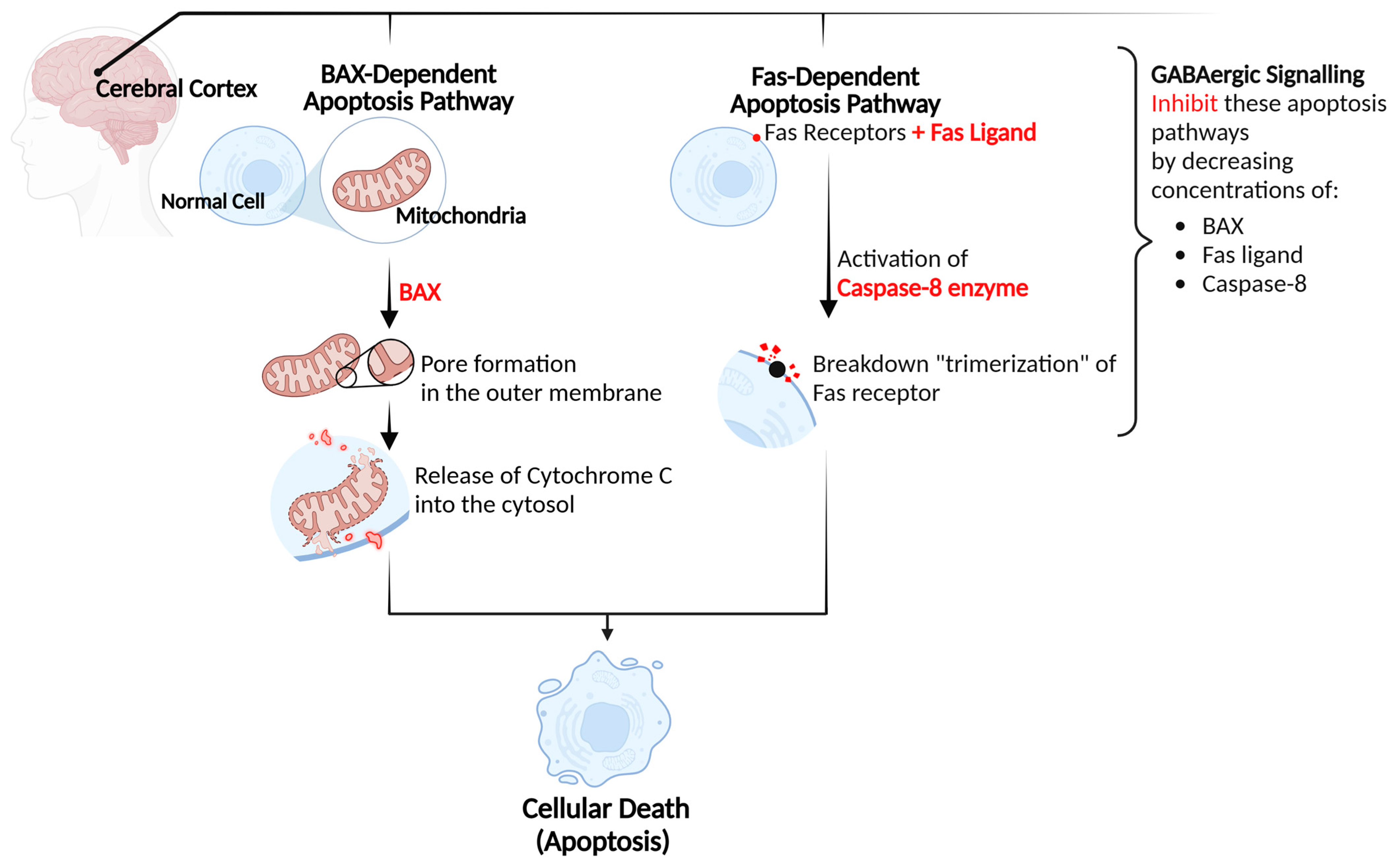 Role of γ-Aminobutyric Acid (GABA) as an Inhibitory Neurotransmitter in ...