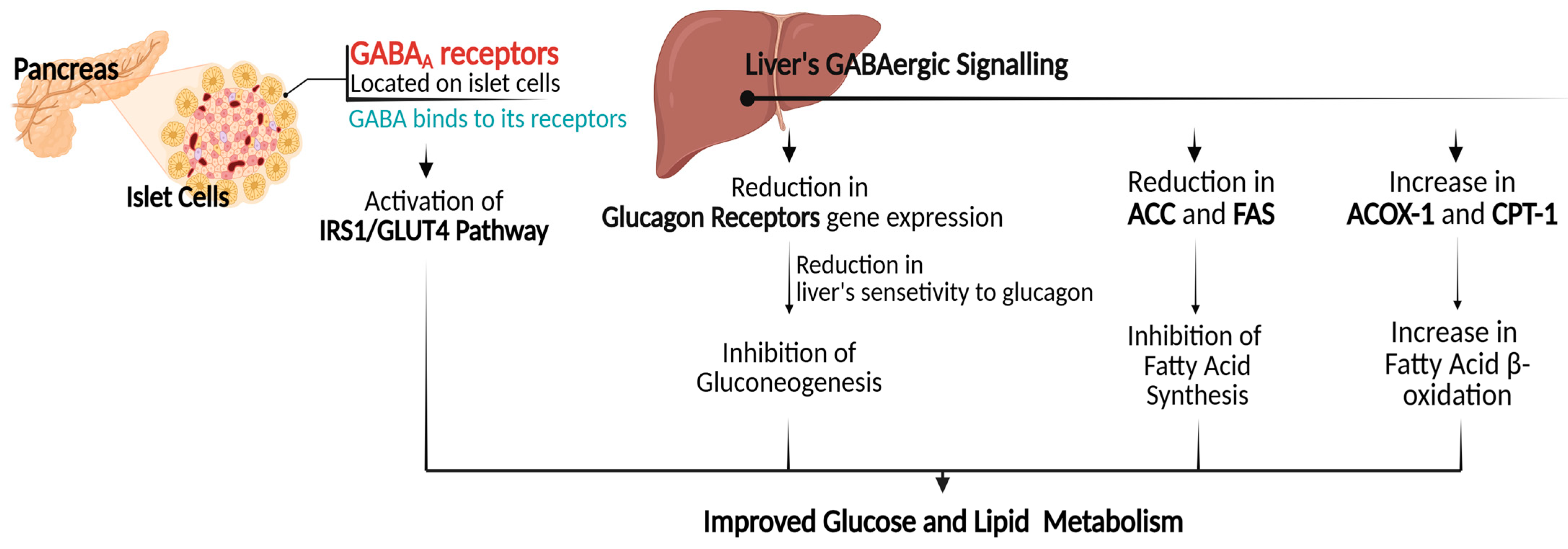 Role of γ-Aminobutyric Acid (GABA) as an Inhibitory Neurotransmitter in ...