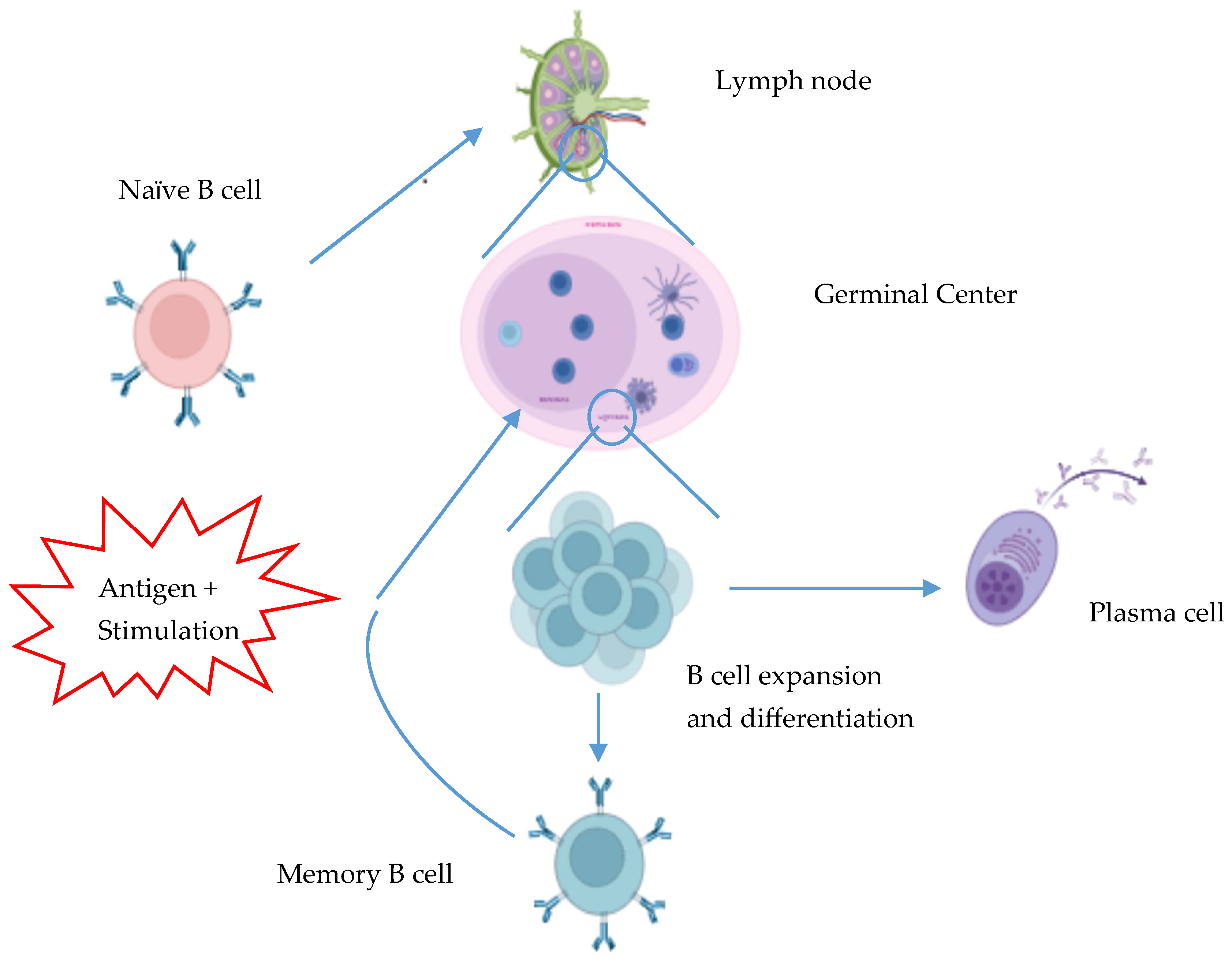 Measuring Human Memory B Cells In Autoimmunity Using Enzyme Linked Measuring Human Memory B Cells In Autoimmunity Using Enzyme Linked