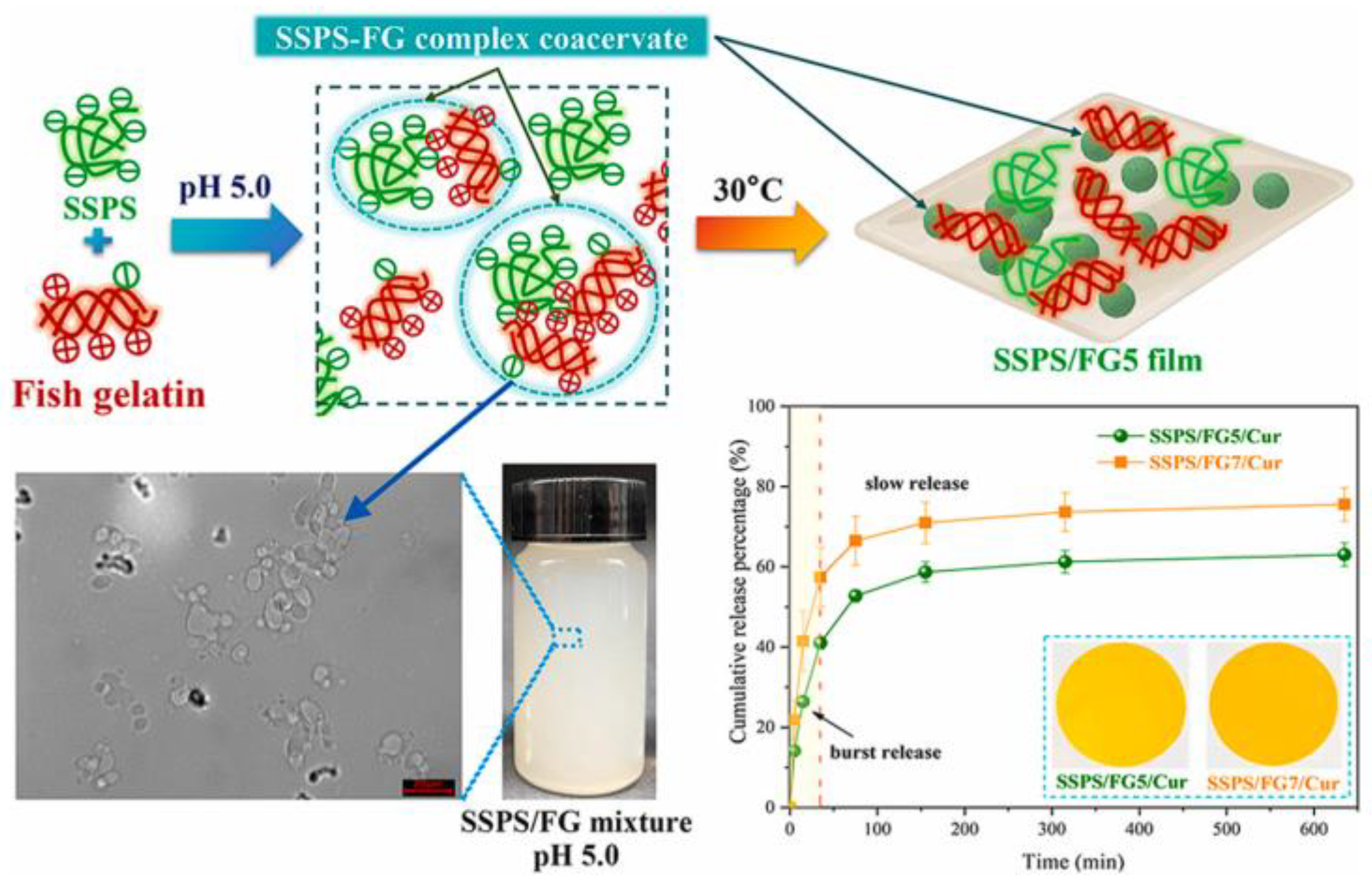 【お1人様1点限り】 Biomolecule-Based Coacervation: Mechanisms, Applications その他