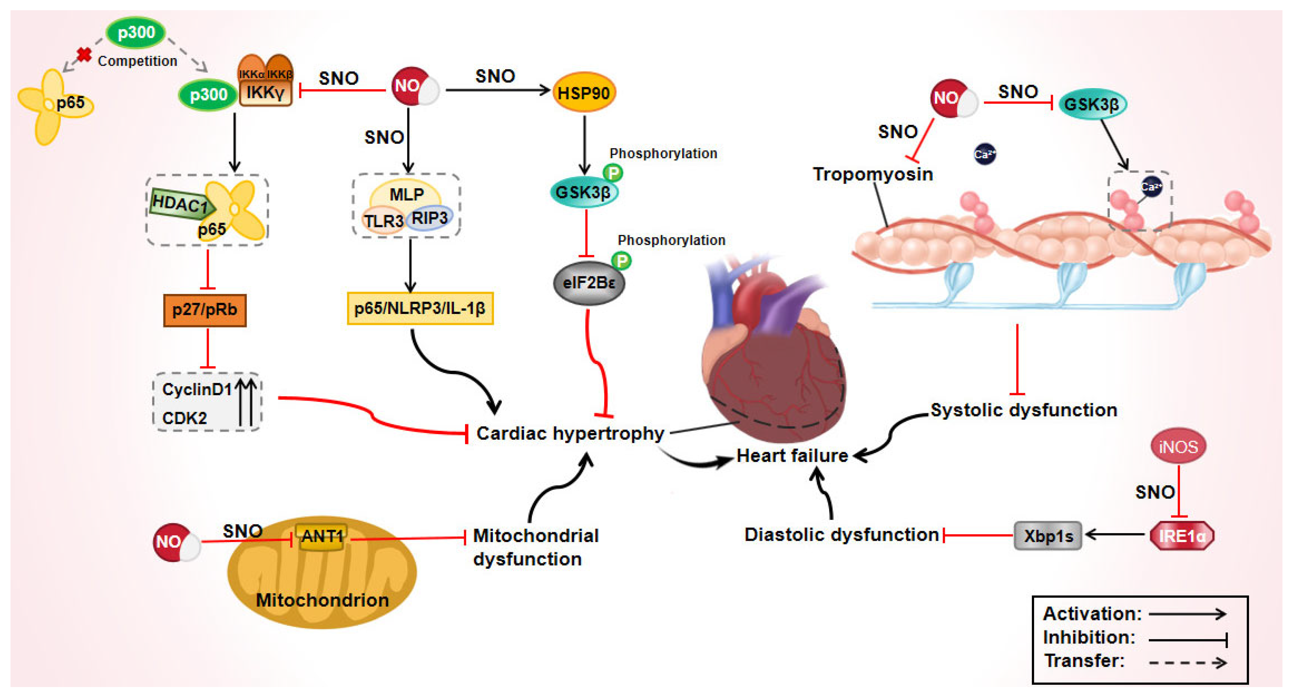 フランク S-Nitrosylation in Cardiovascular Disorders: The State of