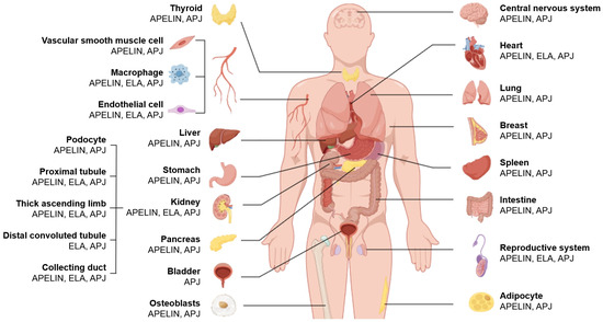 Renal Aspects of the Apelinergic System: Therapeutic Potential and ...