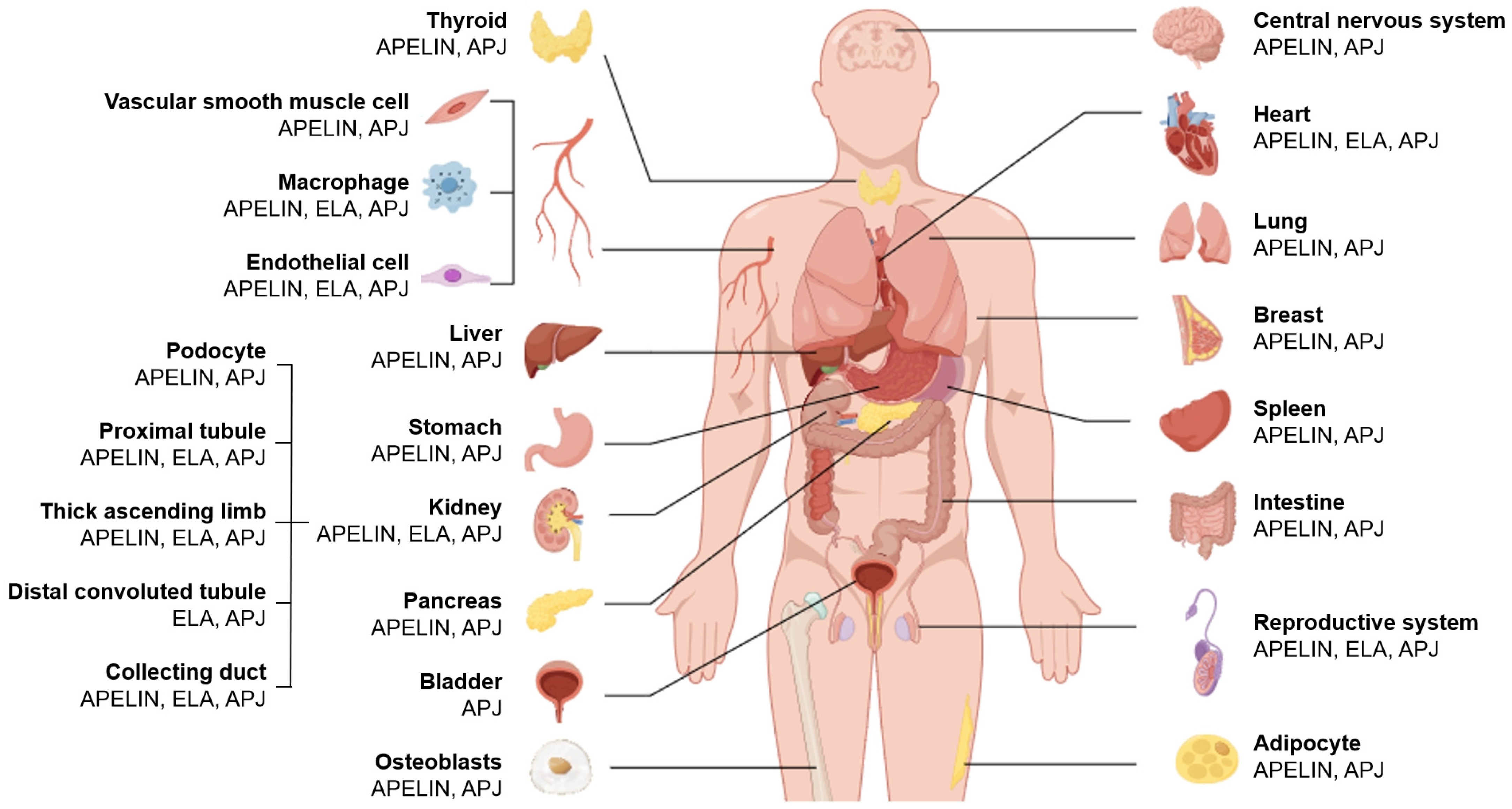 Renal Aspects of the Apelinergic System: Therapeutic Potential and ...