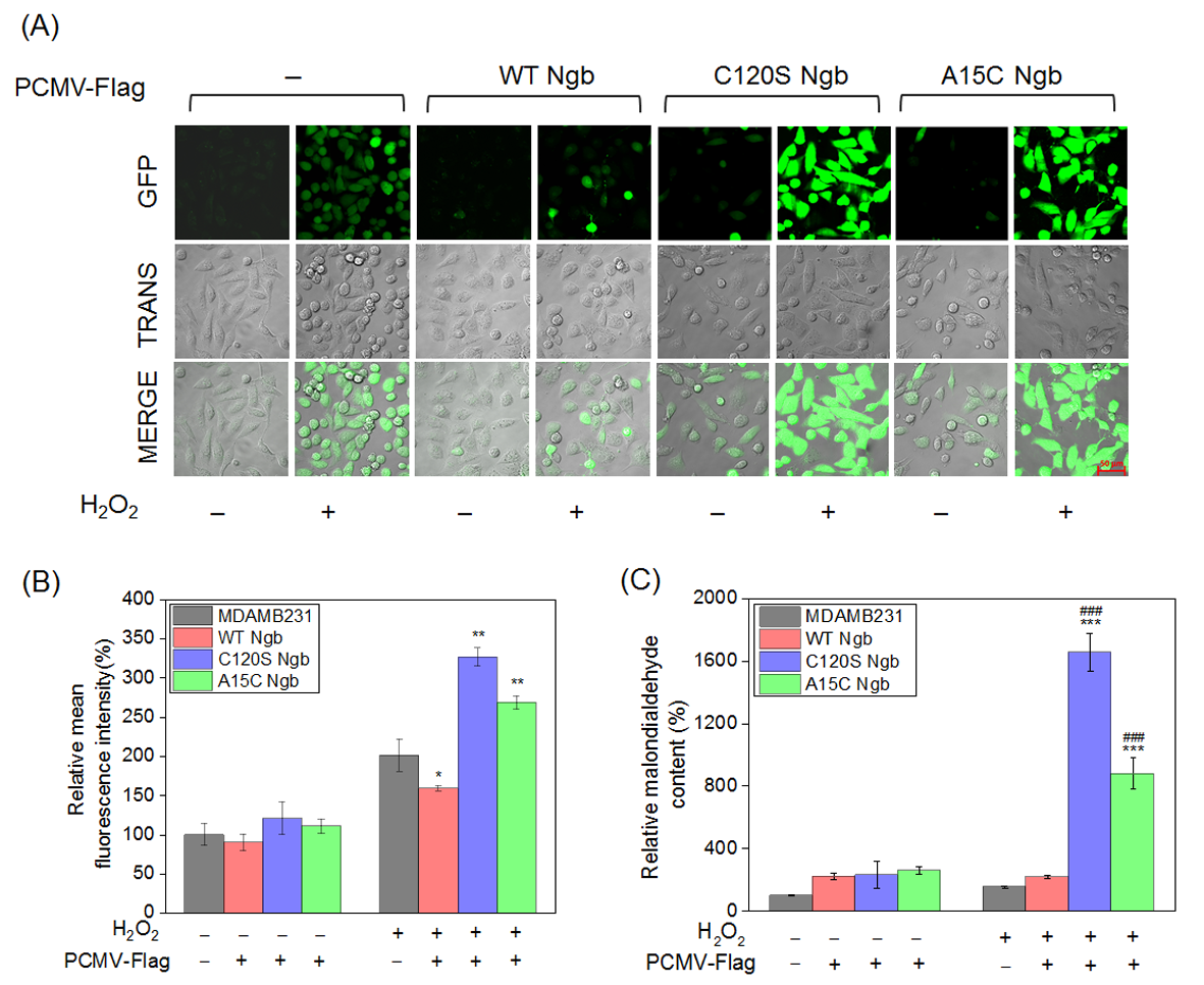 Insights into the Function of a Conserved Cys120 in Human Neuroglobin ...