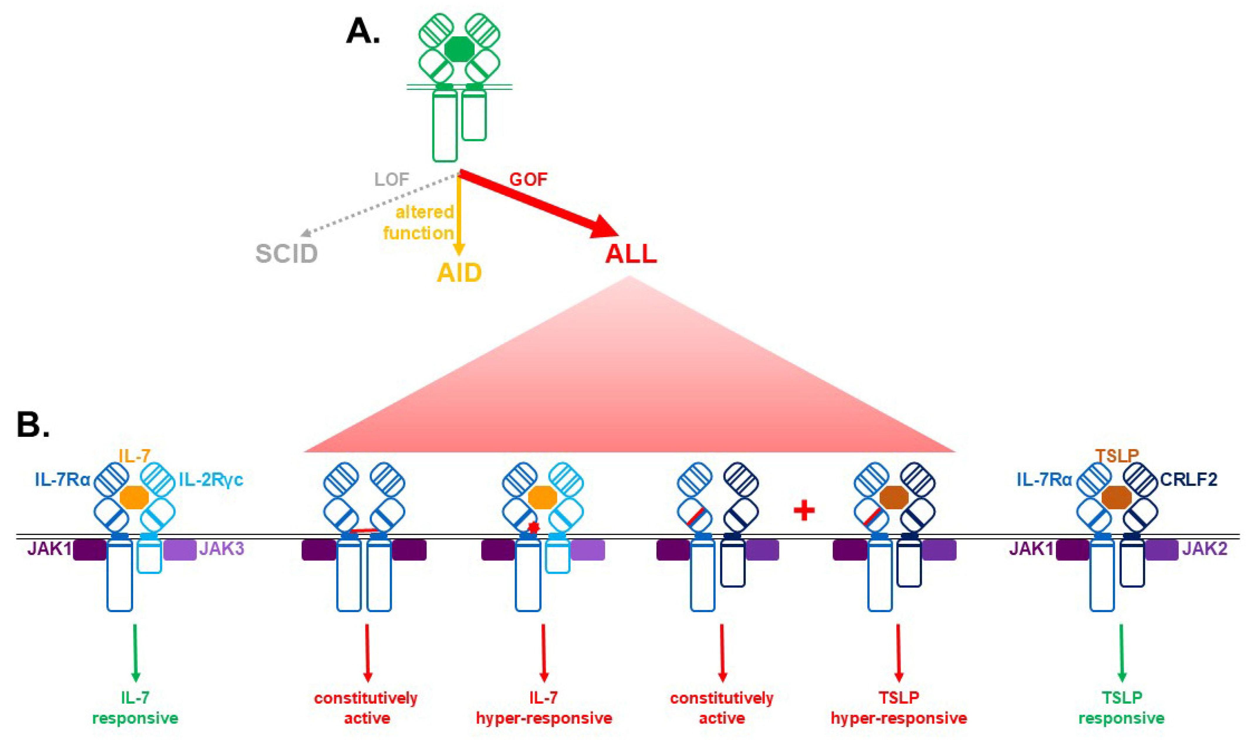 The Interleukin-7 Receptor Signaling Pathway and Its Perturbation in ...
