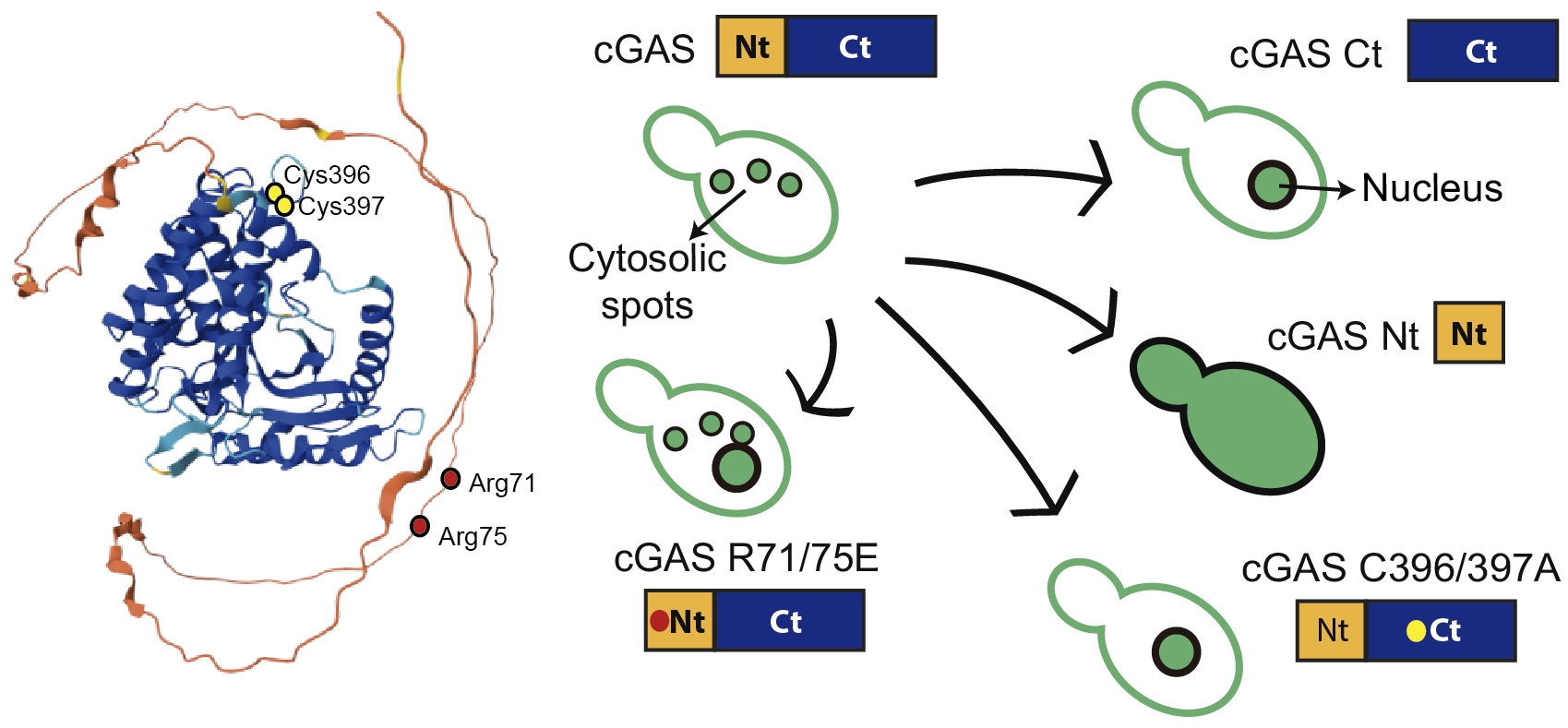 Distinct Domains Contribute to the Subcellular Localization of Human ...