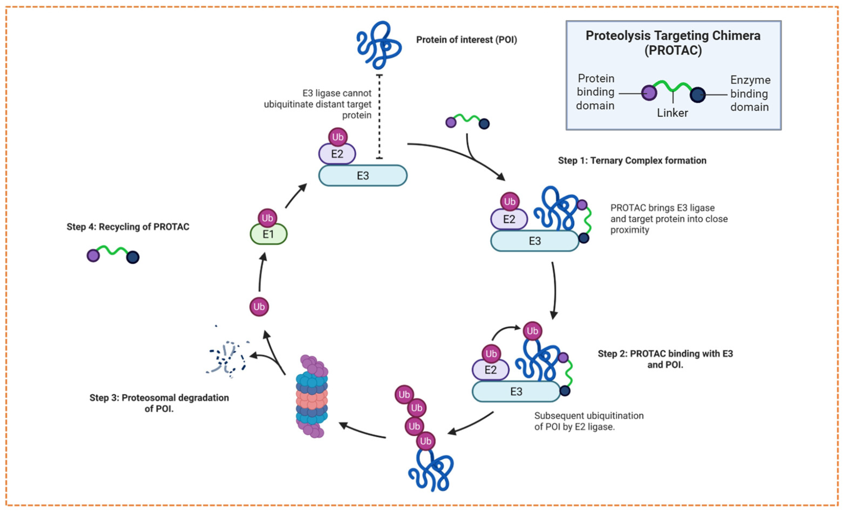 Targeted Protein Degradation in Cancer: PROTACs, New Targets, and ...