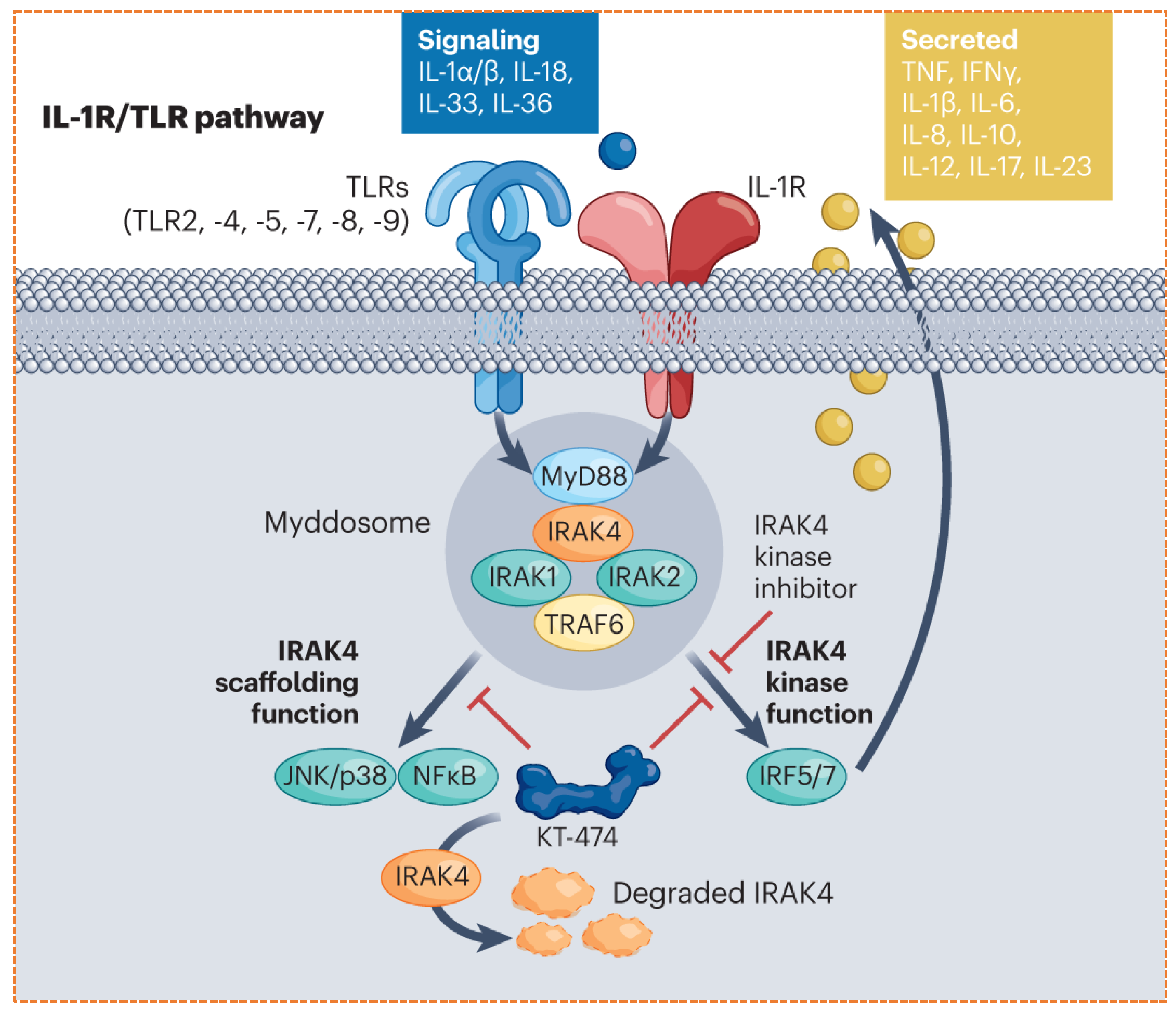Targeted Protein Degradation in Cancer: PROTACs, New Targets, and ...