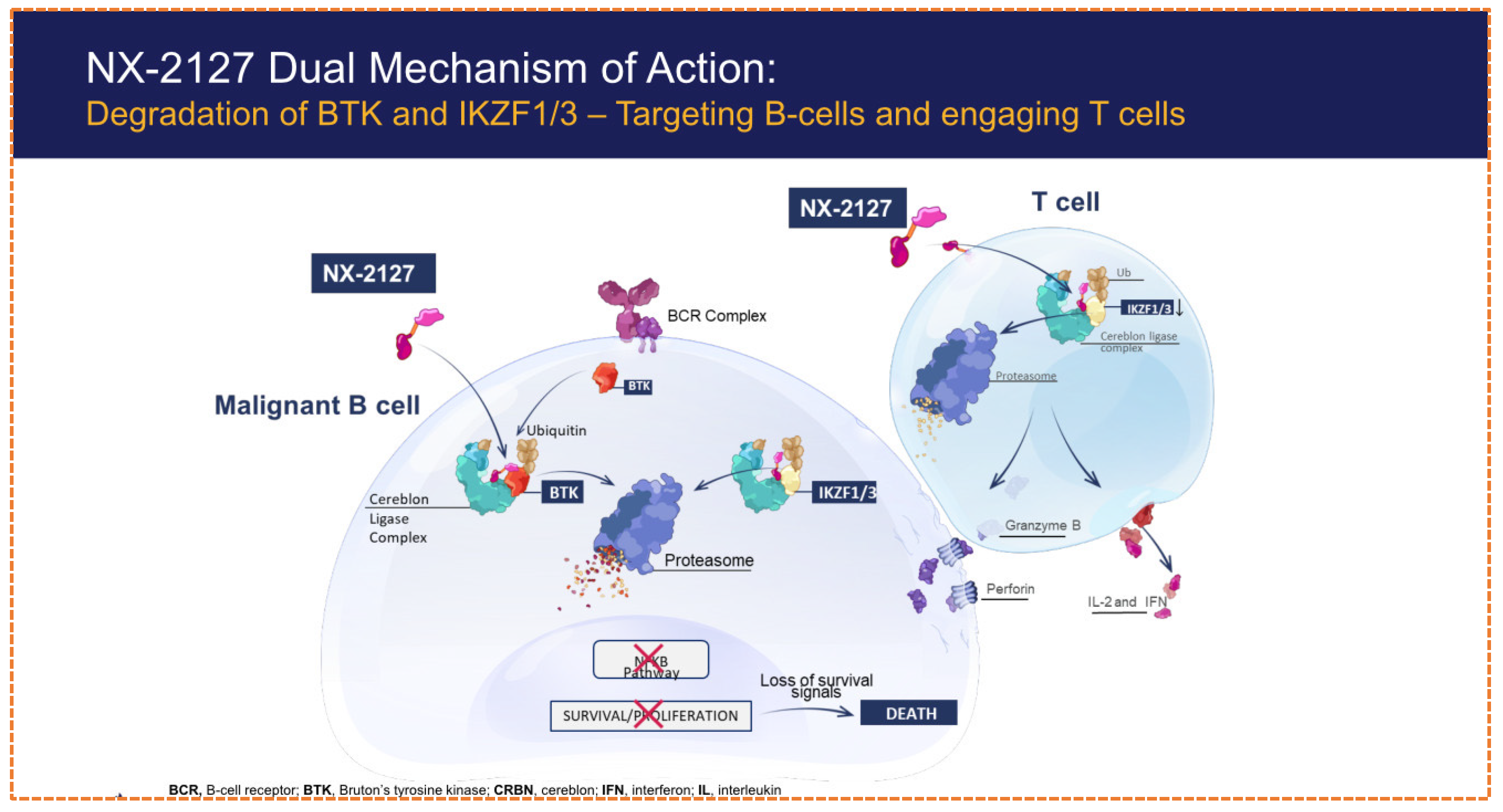 Targeted Protein Degradation in Cancer: PROTACs, New Targets, and ...