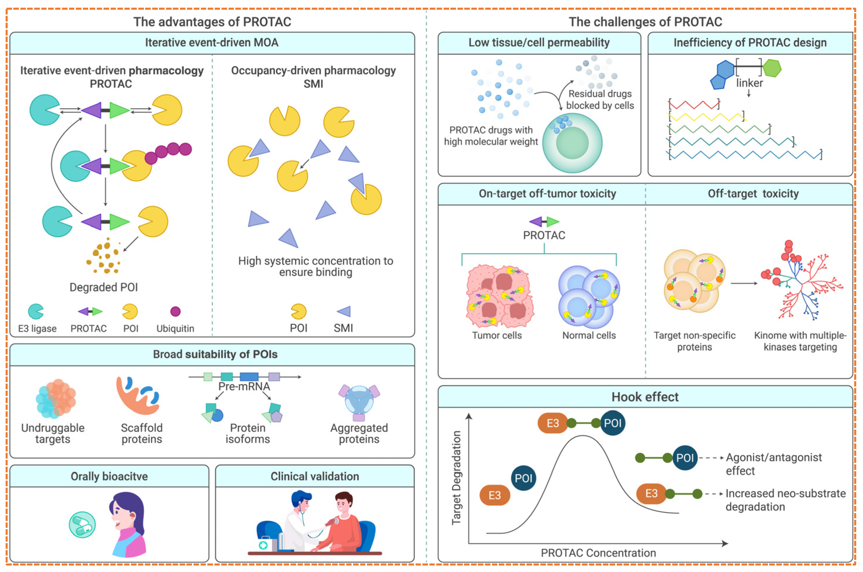 Targeted Protein Degradation in Cancer: PROTACs, New Targets, and ...