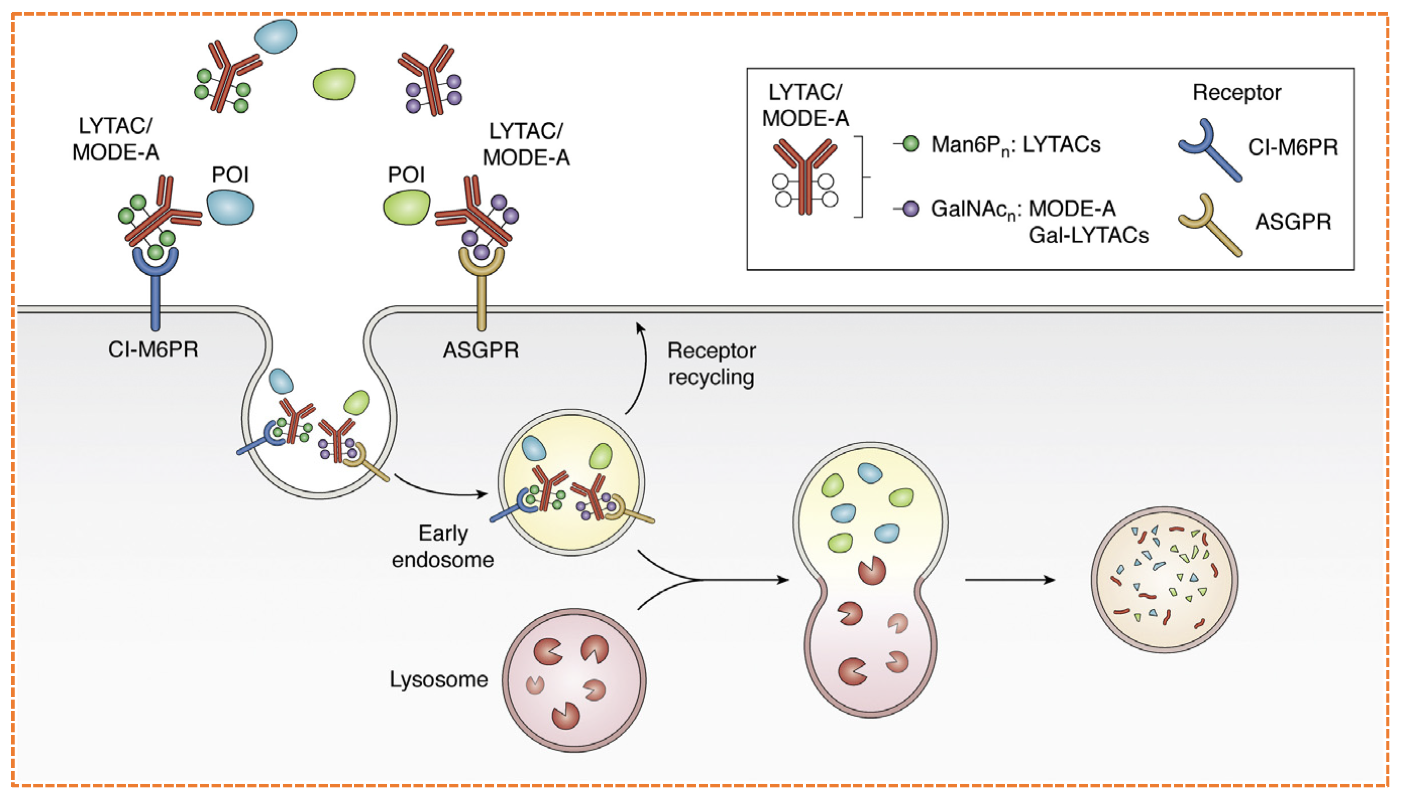 Targeted Protein Degradation in Cancer: PROTACs, New Targets, and ...