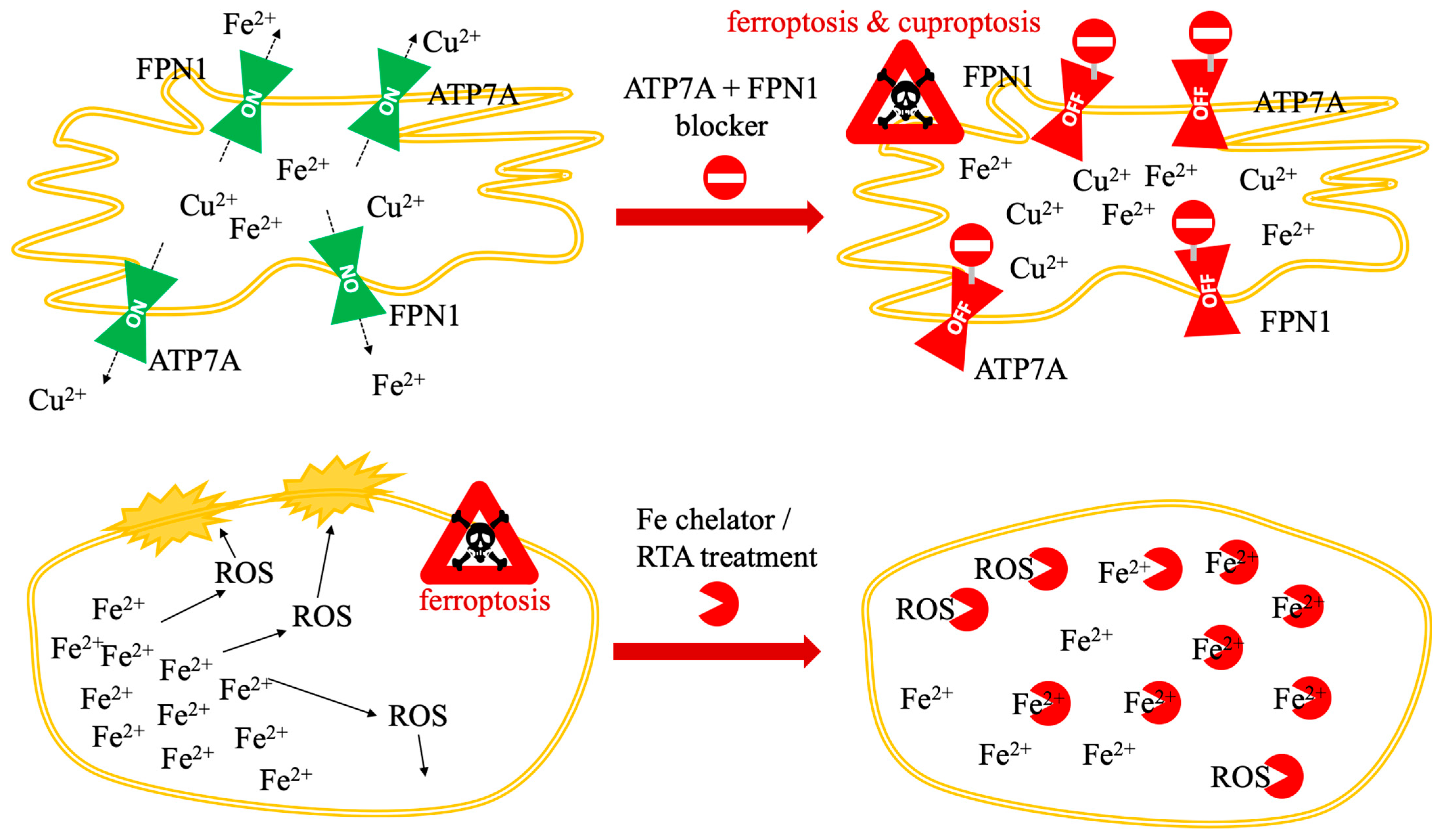 Ferroptosis and Cuproptosis in Cancer and Neurodegeneration: A ...