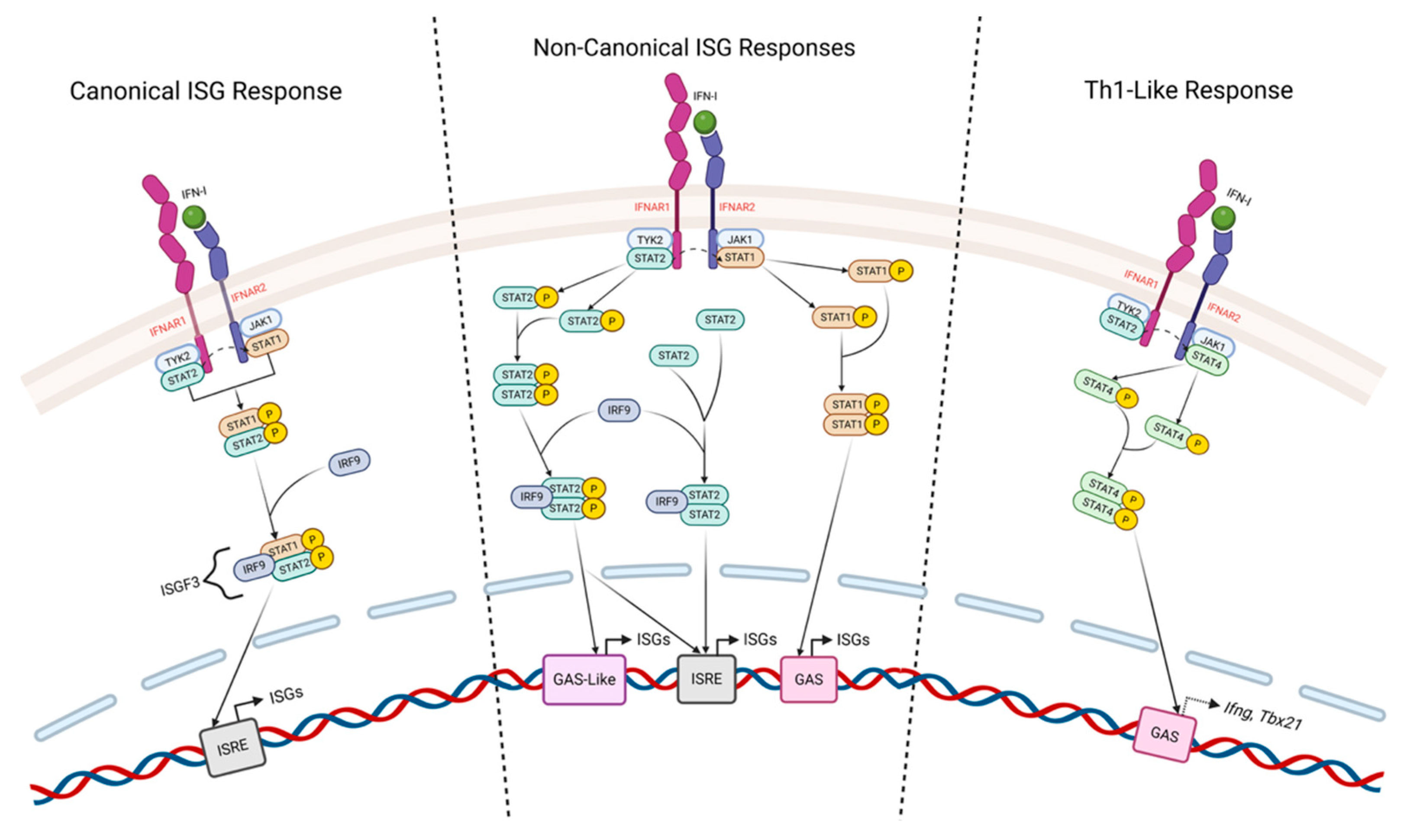 Cell-Intrinsic Type I Interferon Signaling as a Pleiotropic ...