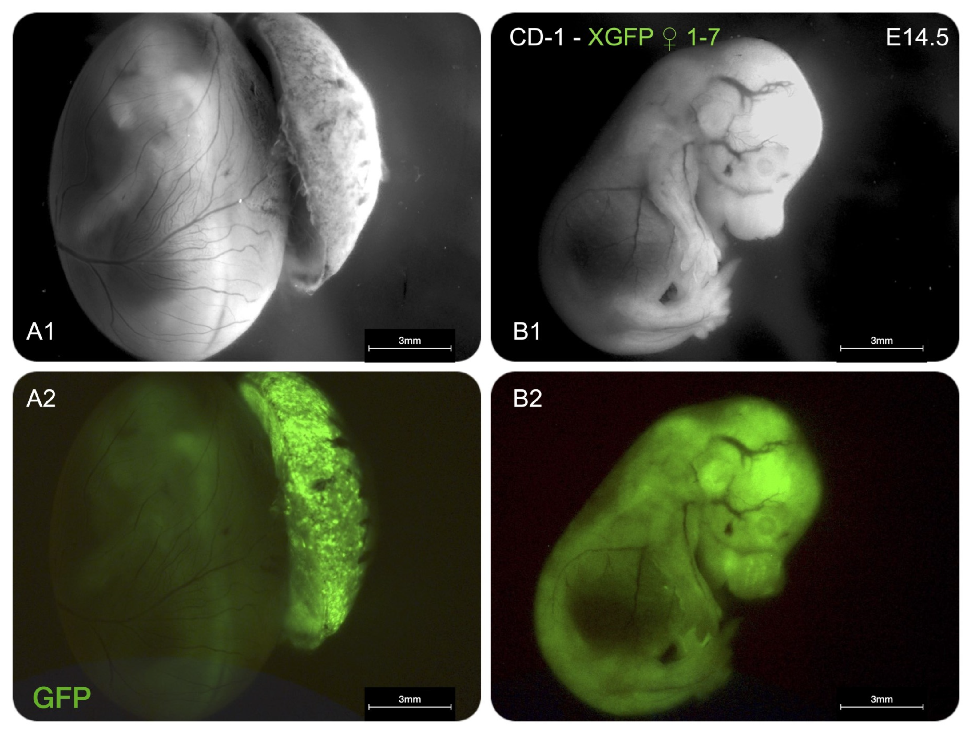 Inactivation Using Depc X-Linked EGFP Reporter as a Tool to Examine X-Chromosome Inactivation ...