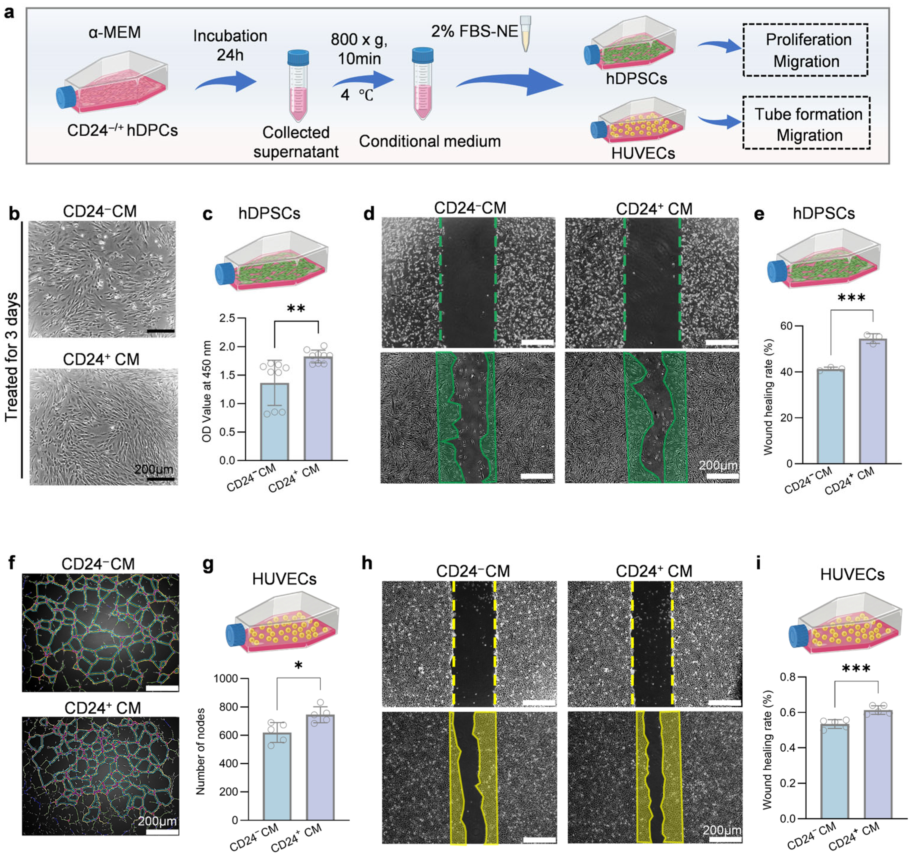 Extracellular Vesicles Derived from Human CD24+ Dental Papilla Stem ...