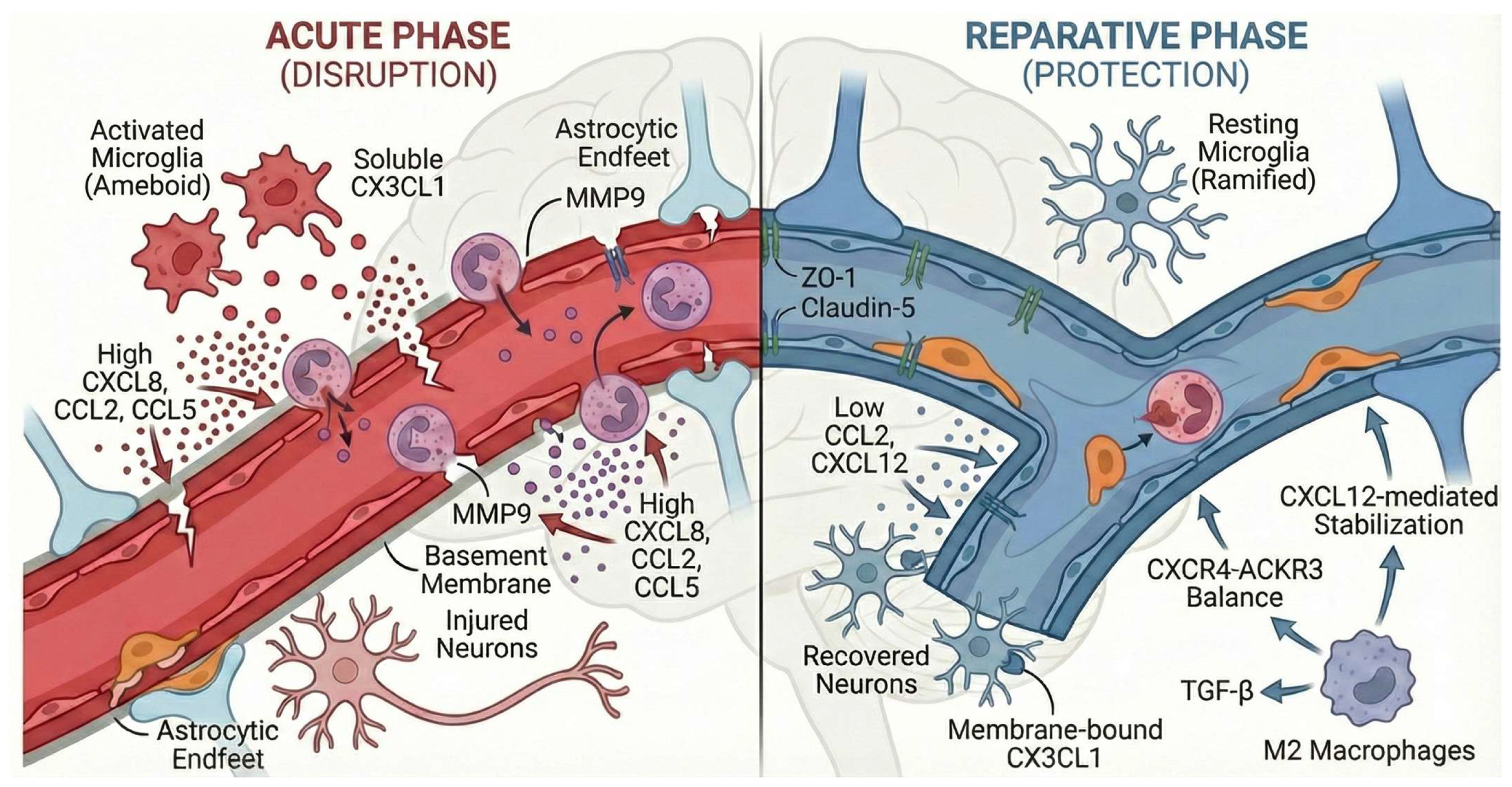 Chemokine Networks in Blood–Brain Barrier Regulation: Bidirectional ...