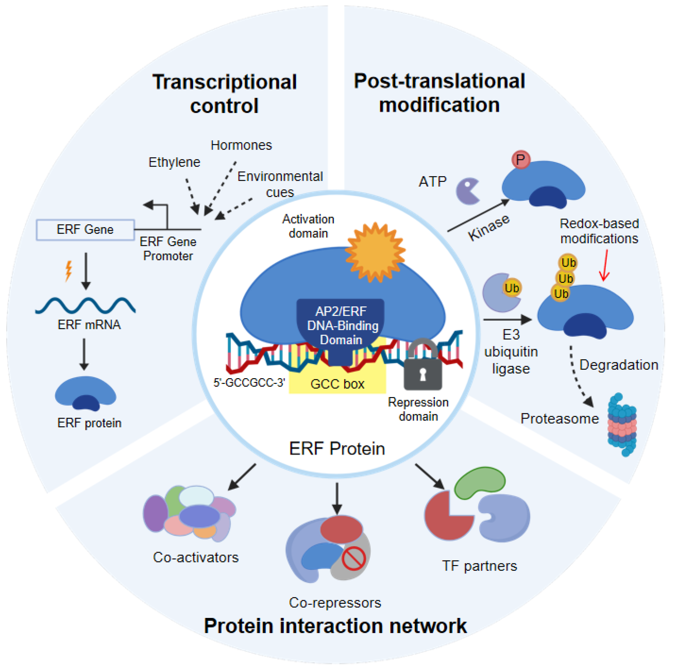 Dynamic Coordination: How ERF Transcription Factors Coordinate Plant ...